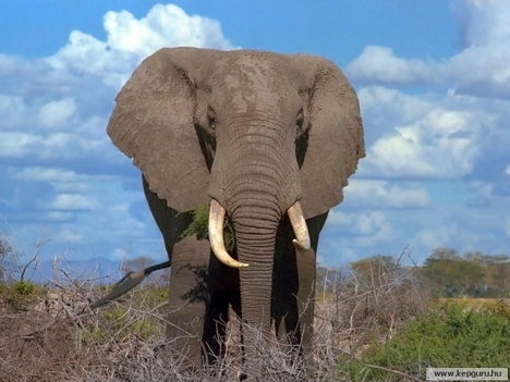 Elefánt-003