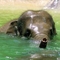 Elefánt bébi