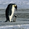 Kéregető császárpingvin fióka