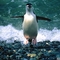 Pingvin-038