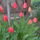 Tulipanok_delutan_50605_662128_t