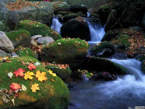 Great Smoky Mountains Nemzeti Park, Tennessee, USA