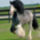 Gypsyvanner0013_611903_15999_t