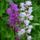 Orchis_mascula_611082_20503_t
