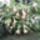 Trombitavirag_2_611909_67922_t