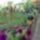 Viragok_2008-001_611961_84717_t