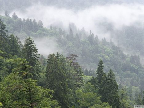 Fenyőerdő, Great Smoky Mountains Nemzeti Park, Tennessee, USA