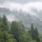 Fenyőerdő, Great Smoky Mountains Nemzeti Park, Tennessee, USA