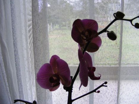 orchid_746342_74379
