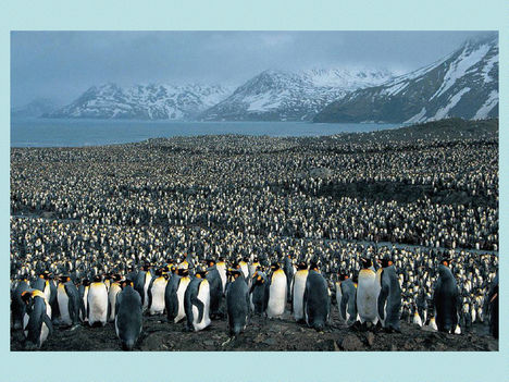 Pingvin kolonia