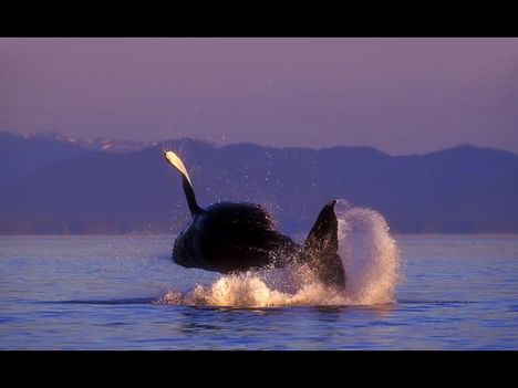 Whales-bálnák 10