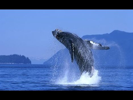 Whales-bálnák 12