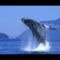 Whales-bálnák 12