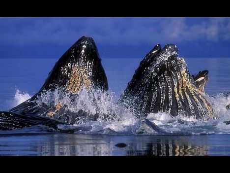 Whales-bálnák 13