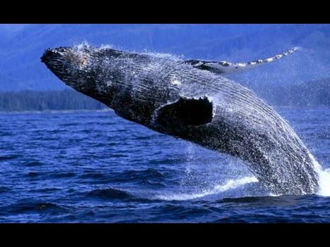 Whales-bálnák 17