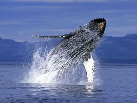 Whales-bálnák 18