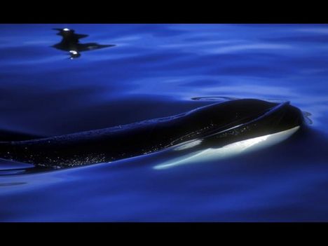 Whales-bálnák 21