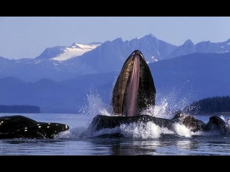 Whales-bálnák 22