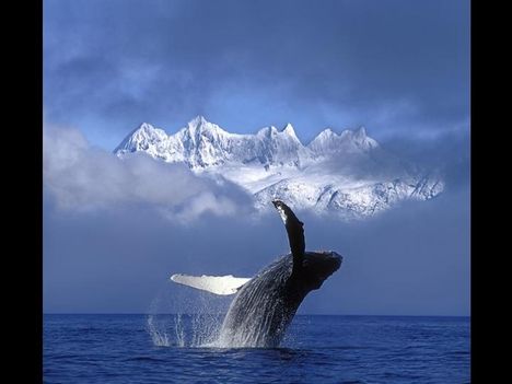Whales-bálnák 23