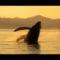 Whales-bálnák 25