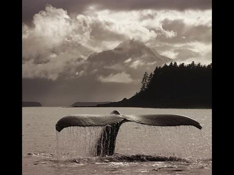 Whales-bálnák 26