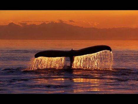 Whales-bálnák 29