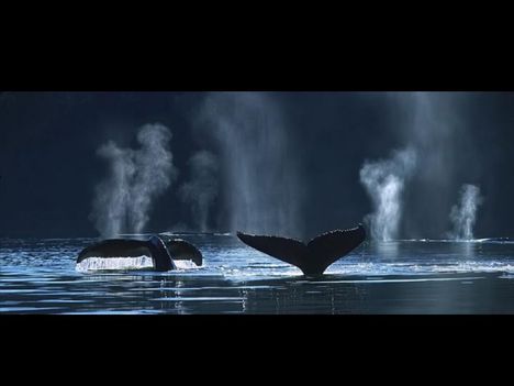 Whales-bálnák 2