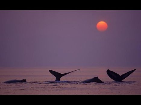 Whales-bálnák 30