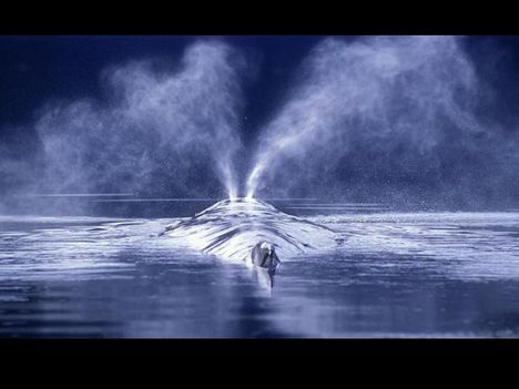 Whales-bálnák 5