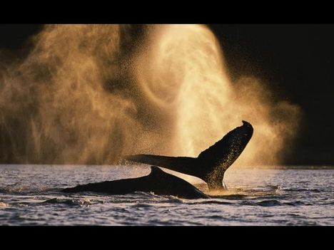 Whales-bálnák 7