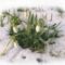 hóvirág nőnapra védett növény