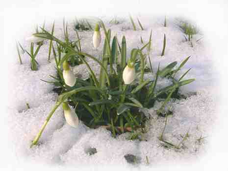 hóvirág nőnapra védett növény