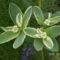Jégvirág - Euphorbia marginata
