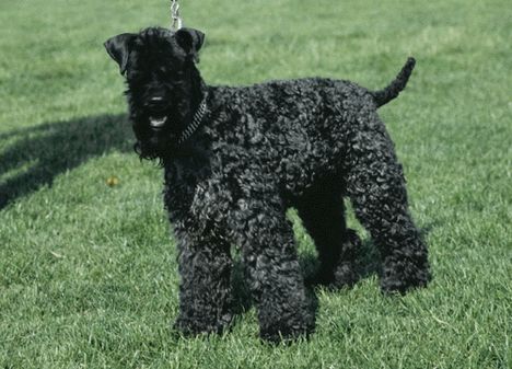 kerry_blue_terrier_n