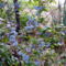 Mahónia-Mahonia aquifolium