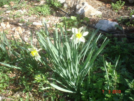 nárcisz , tavasz a kertben...