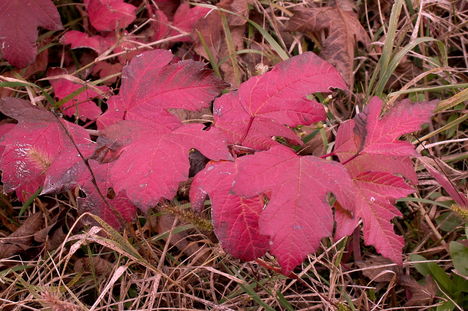 Labdarózsa levele ősszel