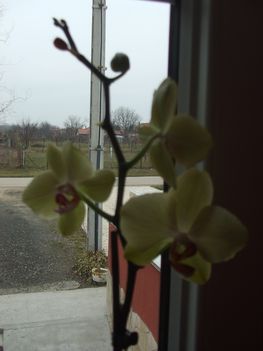 Orchidea 5