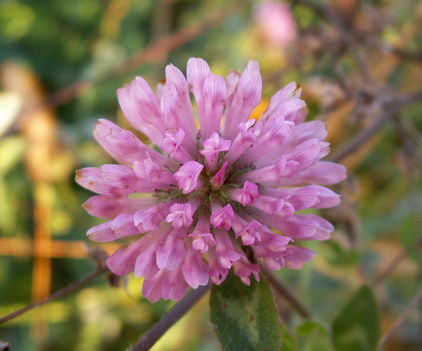 Vöröshere-Trifolium pratense