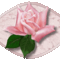 harmatos rózsa