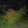 Kedvenc_rozsabokrom_616525_88301_t