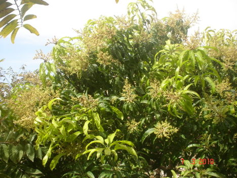 kertünkben- mangófa teljes pompájában