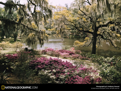 Middletown Gardens, Middleton Place, South Carolina, 1938