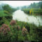New River Flowers, North Carolina, 1996