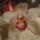 Orchidea_616749_10116_t