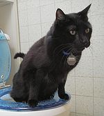 Toaletthez szoktatott macska