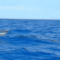 delfin, 6