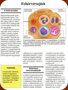 Fehérvérsejtek, - és Véralvadás. 1