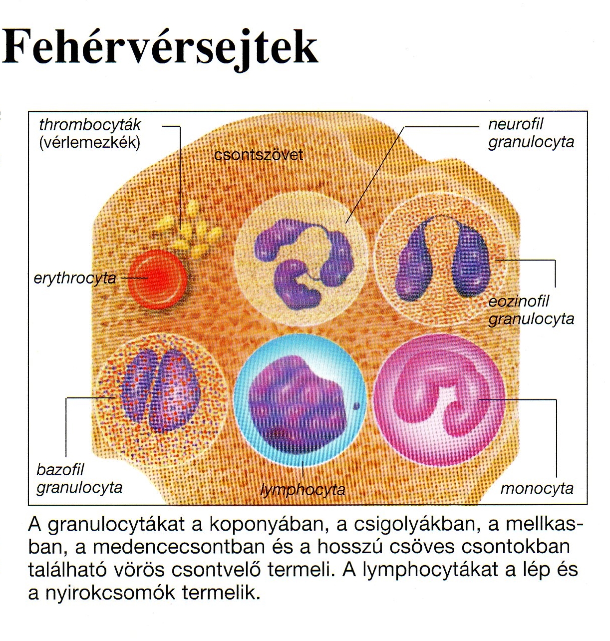 Lymphocyta