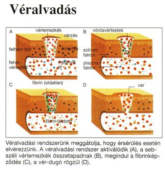 Fehérvérsejtek, - és Véralvadás. 6